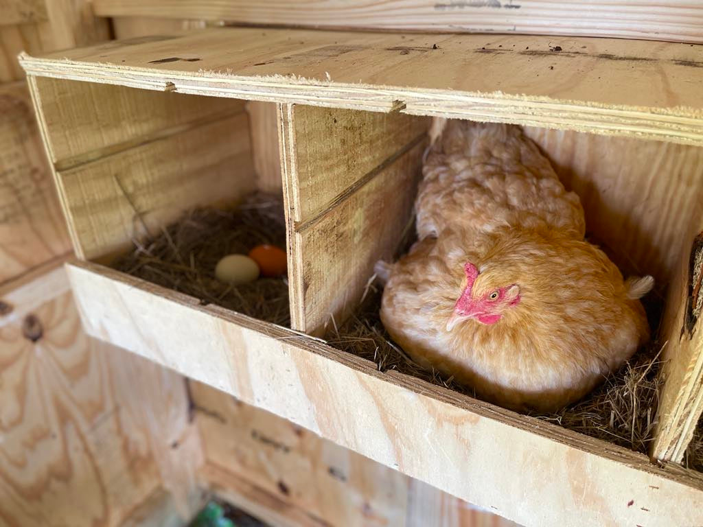 Hill Country Chicken Coop