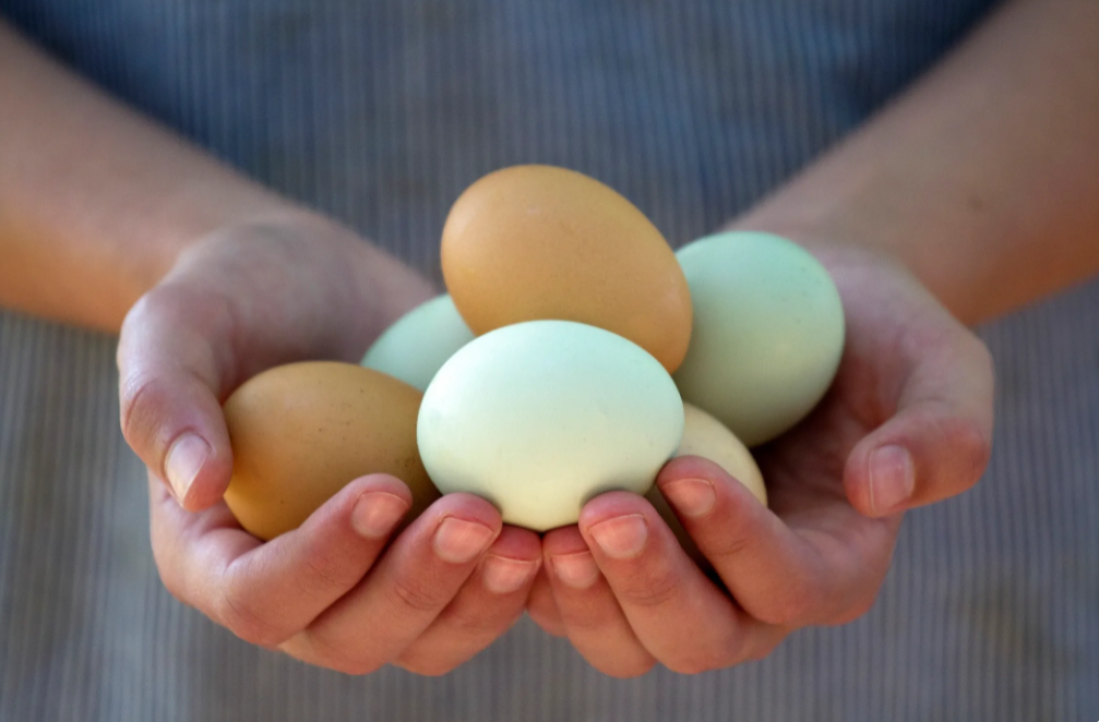 7 Reasons to Raise a Backyard Flock (And How to Get Started Today).