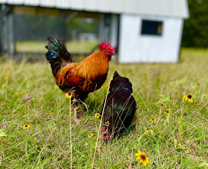 Happy Hens in Houston