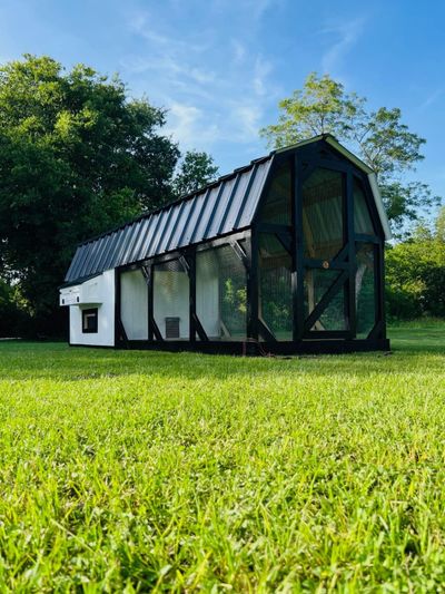 Black & white barn coop: White henhouse with a black timber-frame run.