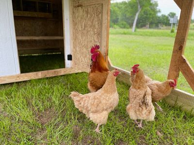 Settling in: A buff flock and their rooster in the run.
