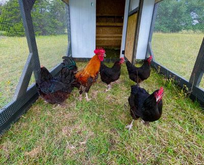 Black & white barn coop: The flock in the black timber-frame run.
