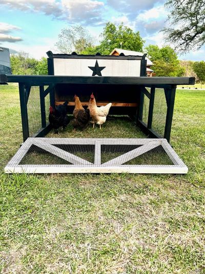 Roaming Roost: A chicken tractor with a Texas star, out on fresh grass.