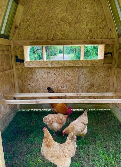 Inside the henhouse: Nesting boxes along the back wall, roost bars and a grass floor.