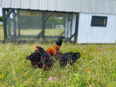 Foraging: The flock out on the pasture.