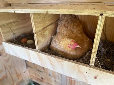 A buff hen sitting in a nesting box next to a box with two eggs