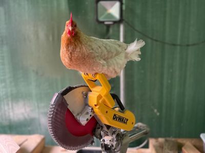 A hen perched on the handle of the shop's miter saw