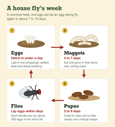 The house fly life cycle: eggs hatch in under a day, maggots grow for 4 to 7 days, pupae take 3 to 6 days, and new flies start laying eggs within days