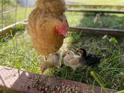 A buff hen with three chicks in a coop run