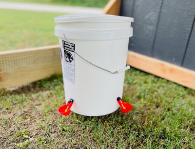 A bucket waterer with red drinking nipples standing in a coop run