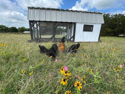 Black hens and a rooster in wildflowers in front of a white and black barn coop